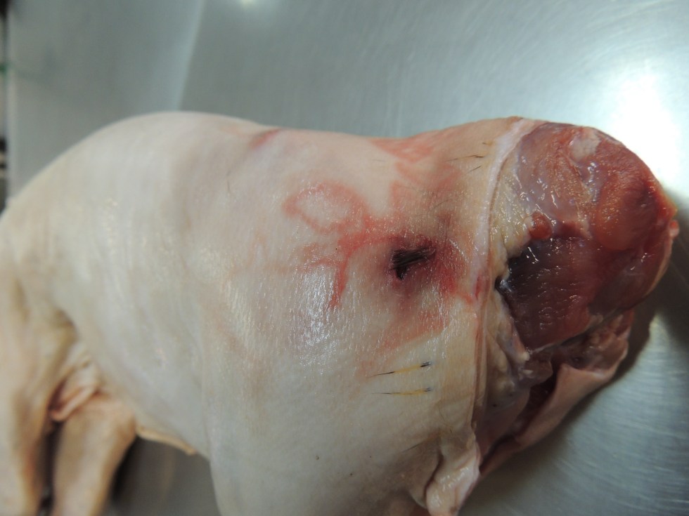 Lesão carcaça animal