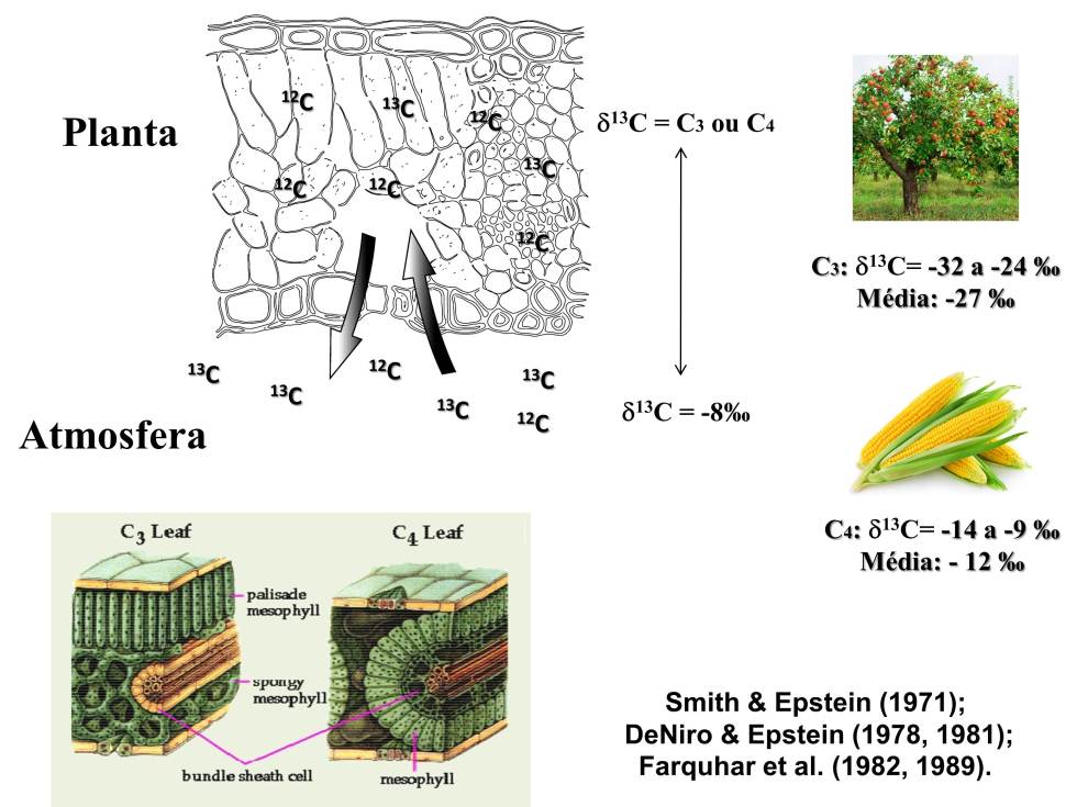 Plantas C3 e C4 Figura 3